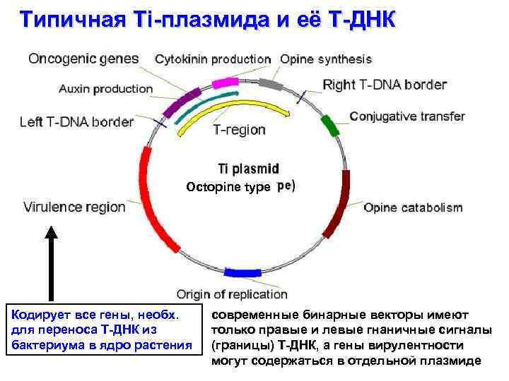 Типичная Ti-плазмида и её T-ДНК Octopine type Кодирует все гены, необх. для переноса Т-ДНК