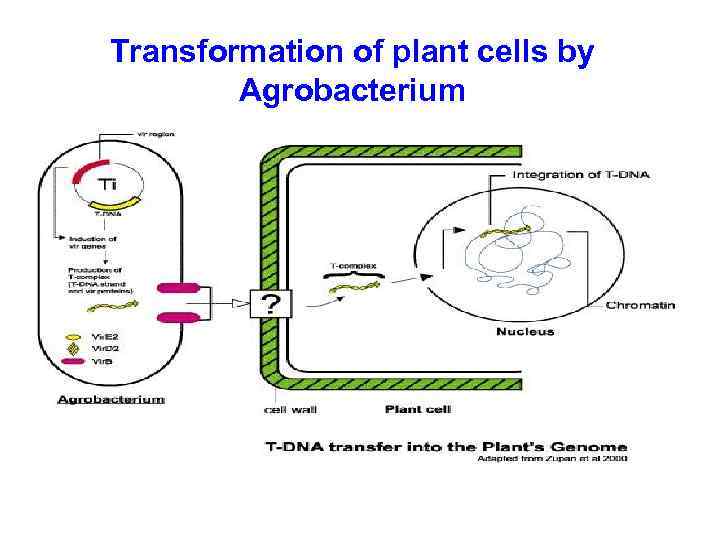 Transformation of plant cells by Agrobacterium 