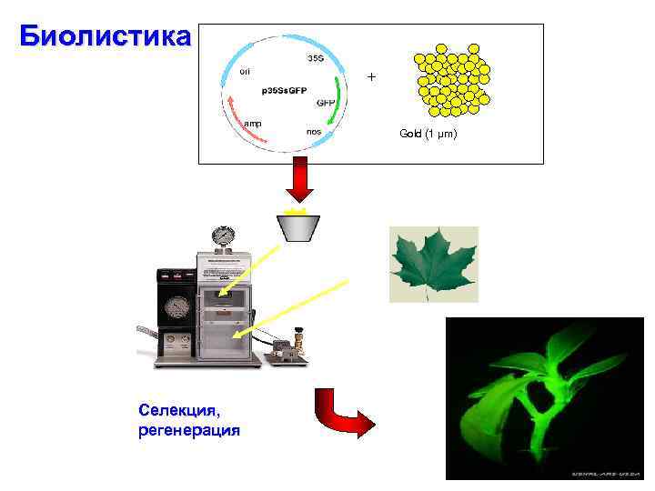 Биолистика + Gold (1 µm) Селекция, регенерация 