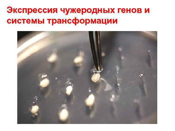 Экспрессия чужеродных генов и системы трансформации 