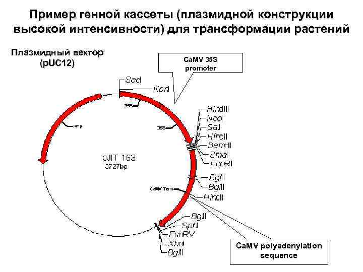 Пример генной кассеты (плазмидной конструкции высокой интенсивности) для трансформации растений Плазмидный вектор (p. UC