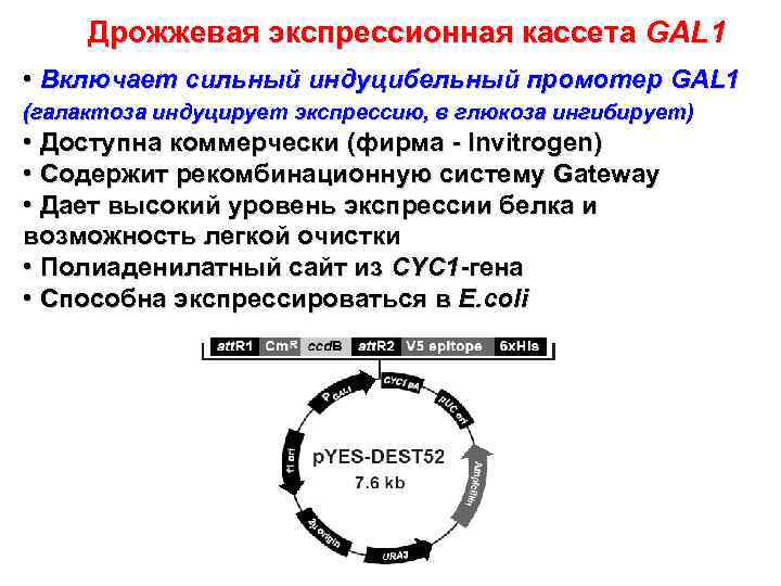Дрожжевая экспрессионная кассета GAL 1 • Включает сильный индуцибельный промотер GAL 1 (галактоза индуцирует