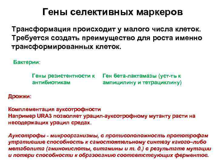 Гены селективных маркеров Трансформация происходит у малого числа клеток. Требуется создать преимущество для роста
