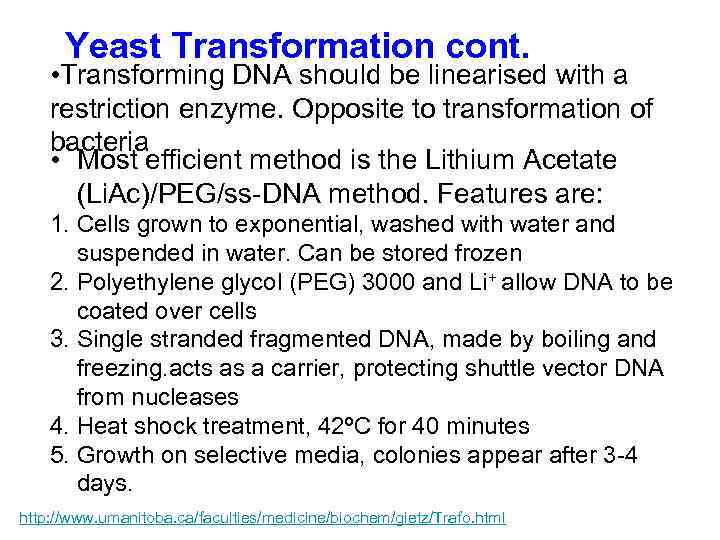 Yeast Transformation cont. • Transforming DNA should be linearised with a restriction enzyme. Opposite