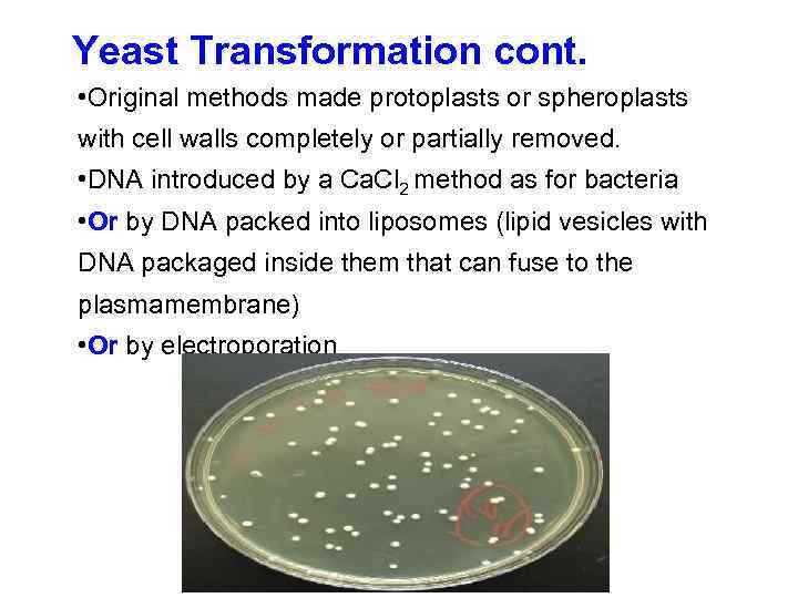 Yeast Transformation cont. • Original methods made protoplasts or spheroplasts with cell walls completely