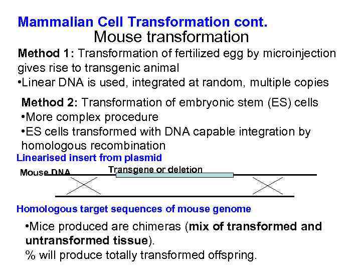 Mammalian Cell Transformation cont. Mouse transformation Method 1: Transformation of fertilized egg by microinjection