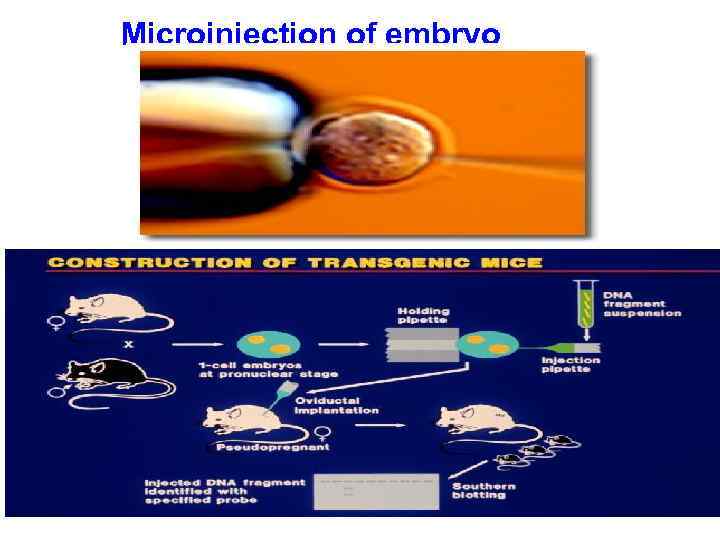 Microinjection of embryo 