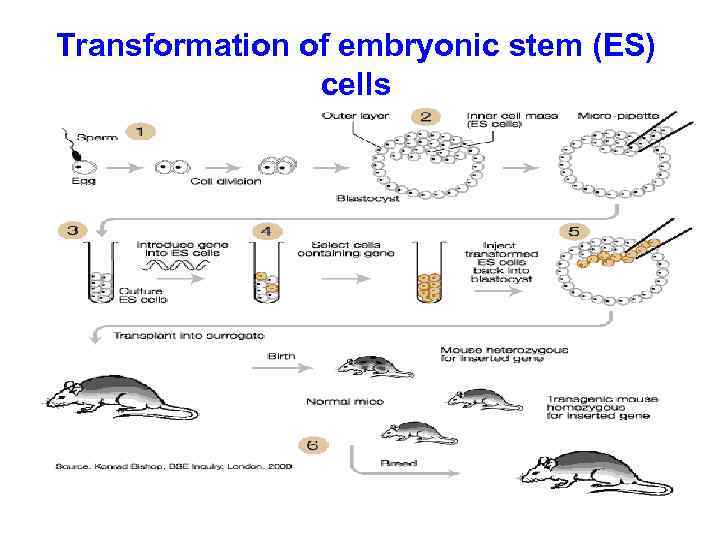 Transformation of embryonic stem (ES) cells 