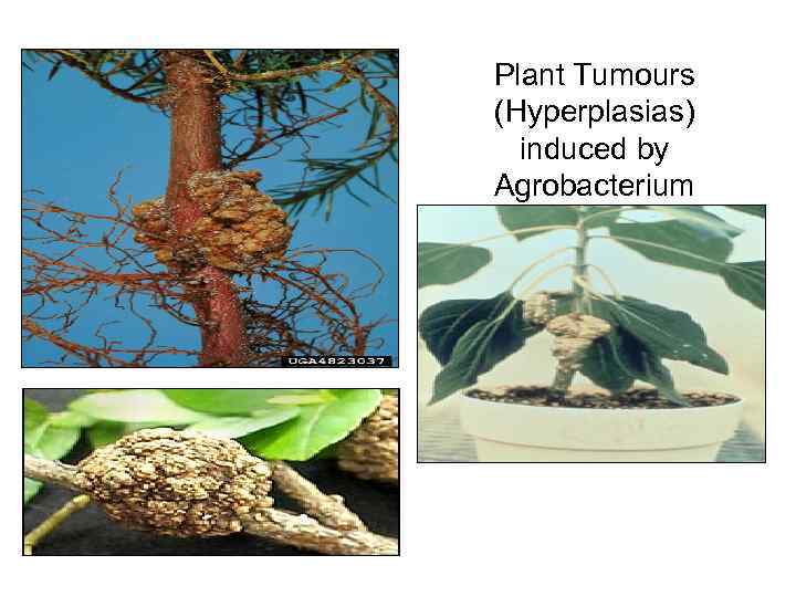 Plant Tumours (Hyperplasias) induced by Agrobacterium 