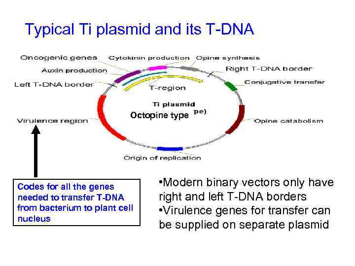 Typical Ti plasmid and its T-DNA Octopine type Codes for all the genes needed