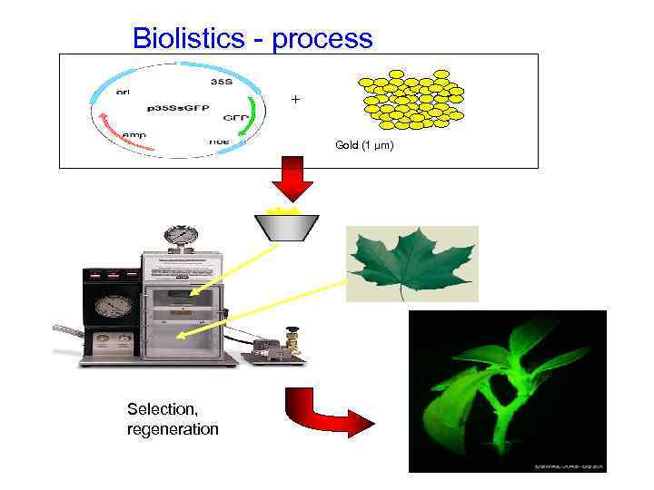 Biolistics - process + Gold (1 µm) Selection, regeneration 