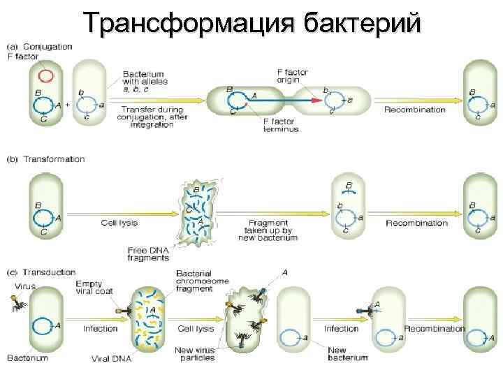 Процесс происходящий у бактерий. Механизм трансформации бактерий схема. Процесс трансформации у бактерий. Стадии трансформации бактерий. Механизм трансформации микробиология.