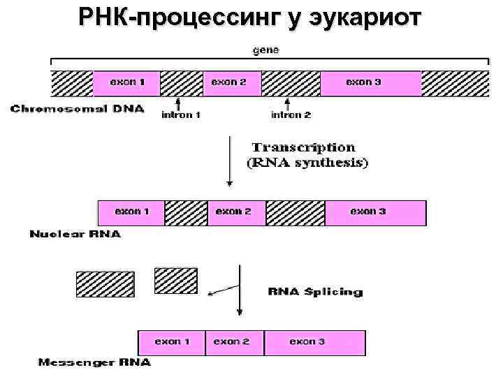 РНК-процессинг у эукариот 