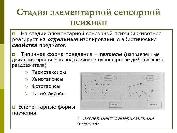 Стадия элементарной сенсорной психики На стадии элементарной сенсорной психики животное реагирует на отдельные изолированные