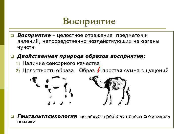Восприятие q q q Восприятие – целостное отражение предметов и явлений, непосредственно воздействующих на