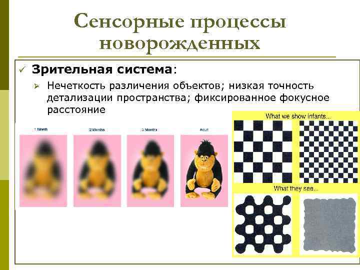 Сенсорные процессы новорожденных ü Зрительная система: Ø Нечеткость различения объектов; низкая точность детализации пространства;