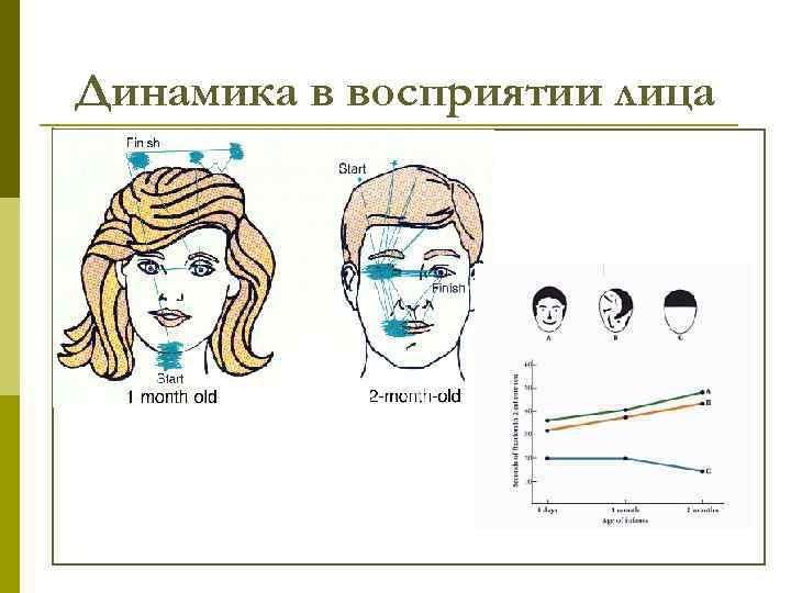 Динамика в восприятии лица 