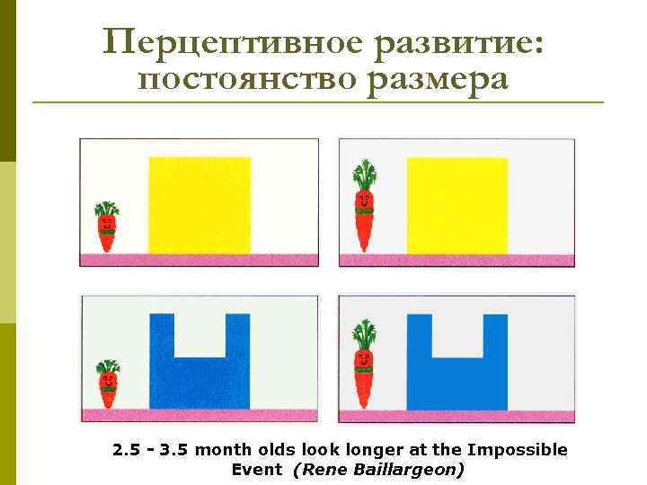 Перцептивное развитие: постоянство размера 2. 5 - 3. 5 month olds look longer at