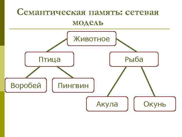 Семантическая память: сетевая модель Животное Птица Воробей Рыба Пингвин Акула Окунь 