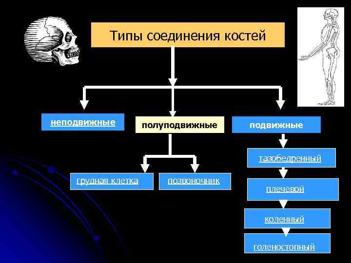 Какие кости скелета человека соединены полуподвижно