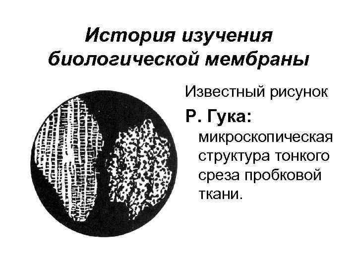 История изучения биологической мембраны Известный рисунок Р. Гука: микроскопическая структура тонкого среза пробковой ткани.