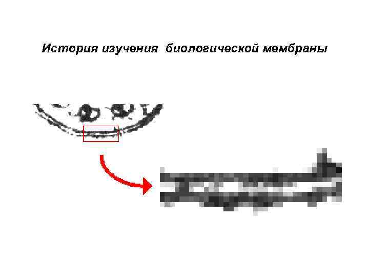 История изучения биологической мембраны 