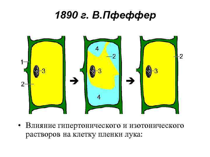 1890 г. В. Пфеффер • Влияние гипертонического и изотонического растворов на клетку пленки лука: