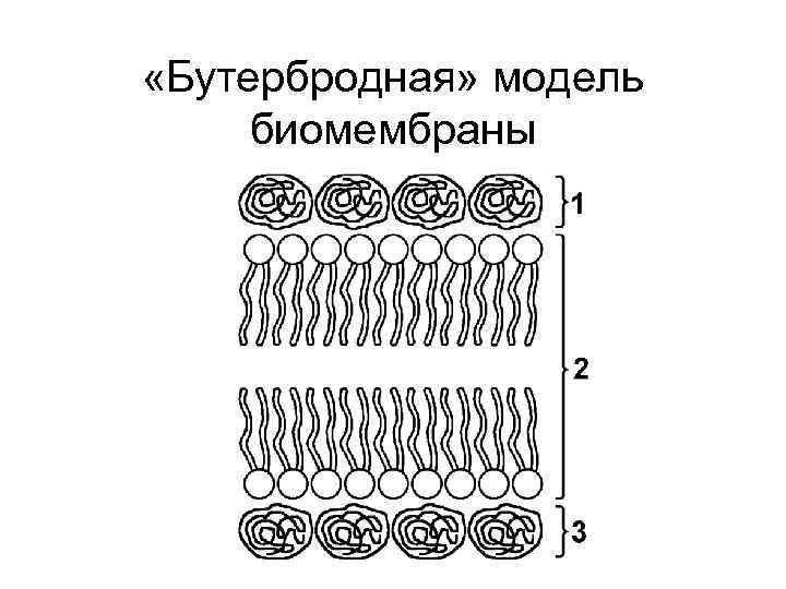  «Бутербродная» модель биомембраны 