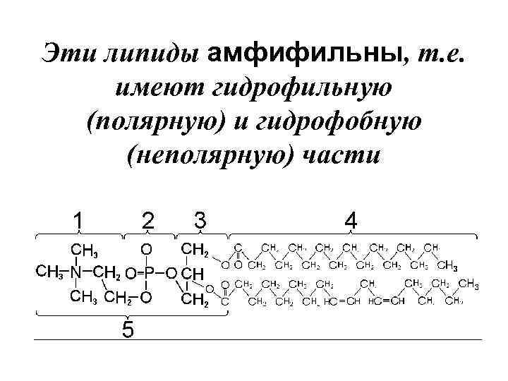 Эти липиды амфифильны, т. е. имеют гидрофильную (полярную) и гидрофобную (неполярную) части 