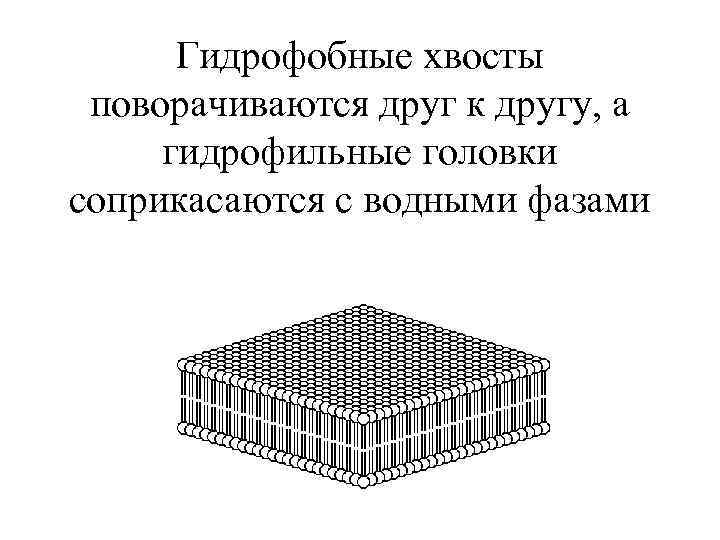 Гидрофобные хвосты поворачиваются друг к другу, а гидрофильные головки соприкасаются с водными фазами 