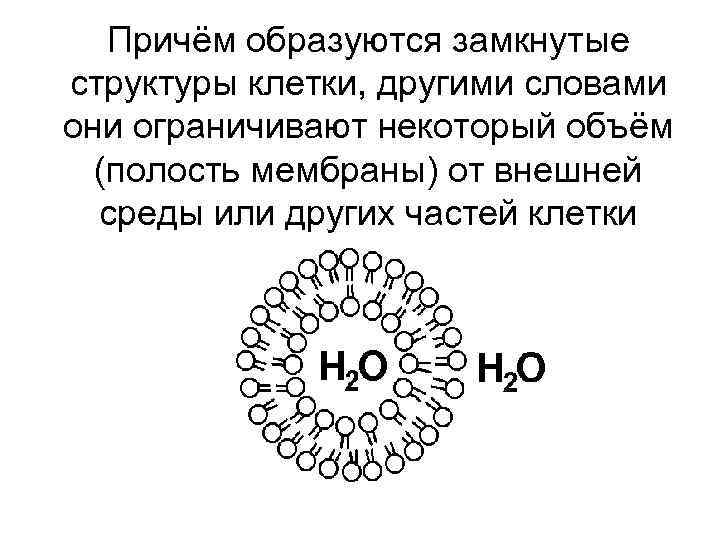 Причём образуются замкнутые структуры клетки, другими словами они ограничивают некоторый объём (полость мембраны) от