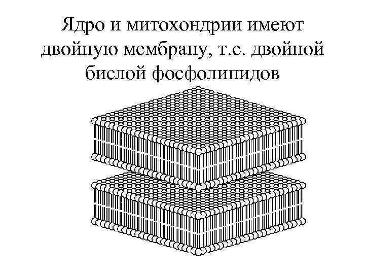 Ядро и митохондрии имеют двойную мембрану, т. е. двойной бислой фосфолипидов 