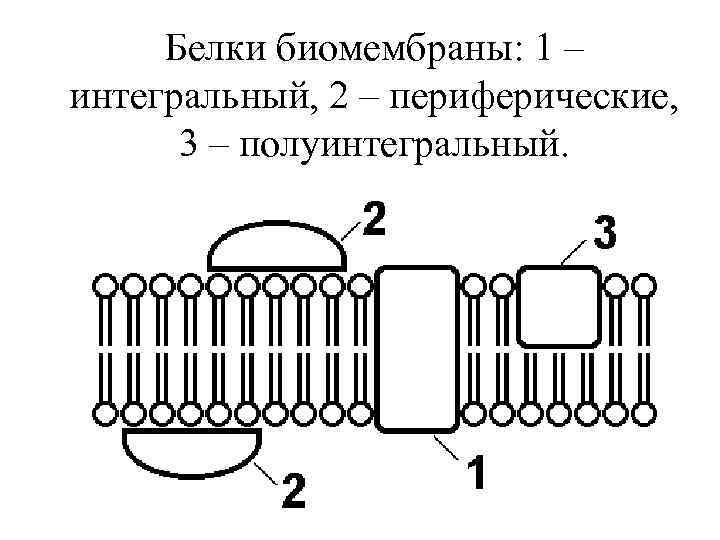 Белки биомембраны: 1 – интегральный, 2 – периферические, 3 – полуинтегральный. 