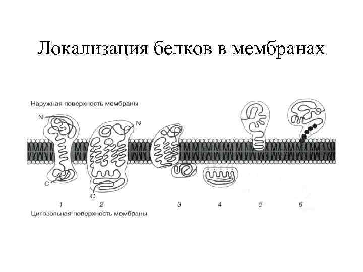 Локализация белков в мембранах 