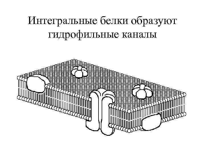 Интегральные белки образуют гидрофильные каналы 