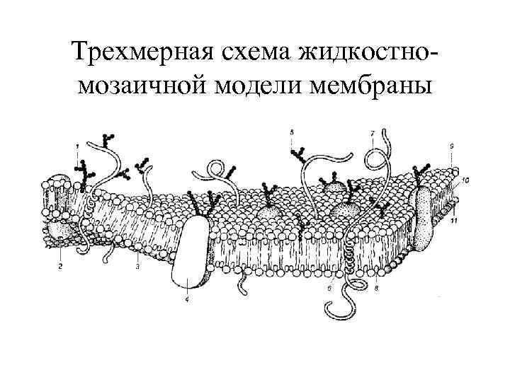 Трехмерная схема жидкостномозаичной модели мембраны 