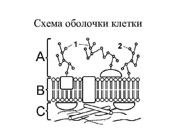 Схема оболочки клетки 