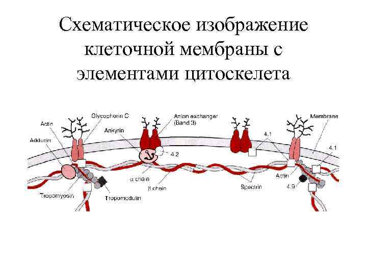 Схематическое изображение клеточной мембраны с элементами цитоскелета 