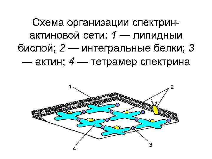 Схема организации спектринактиновой сети: 1 — липидныи бислой; 2 — интегральные белки; 3 —