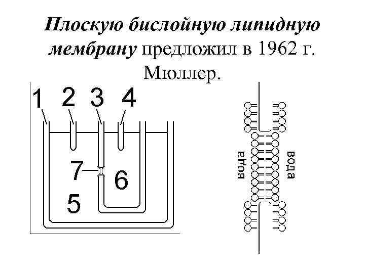 Плоскую бислойную липидную мембрану предложил в 1962 г. Мюллер. 