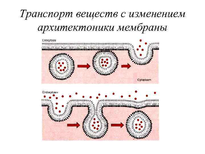 Транспорт веществ с изменением архитектоники мембраны 