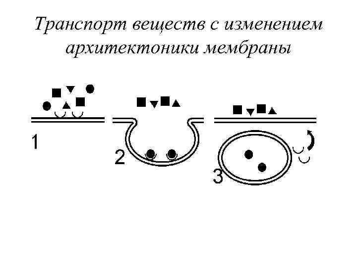 Транспорт веществ с изменением архитектоники мембраны 