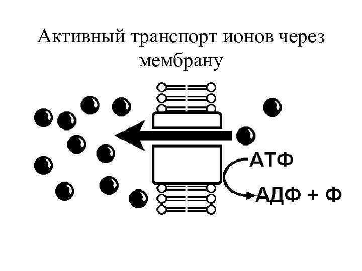 Активный транспорт ионов через мембрану 