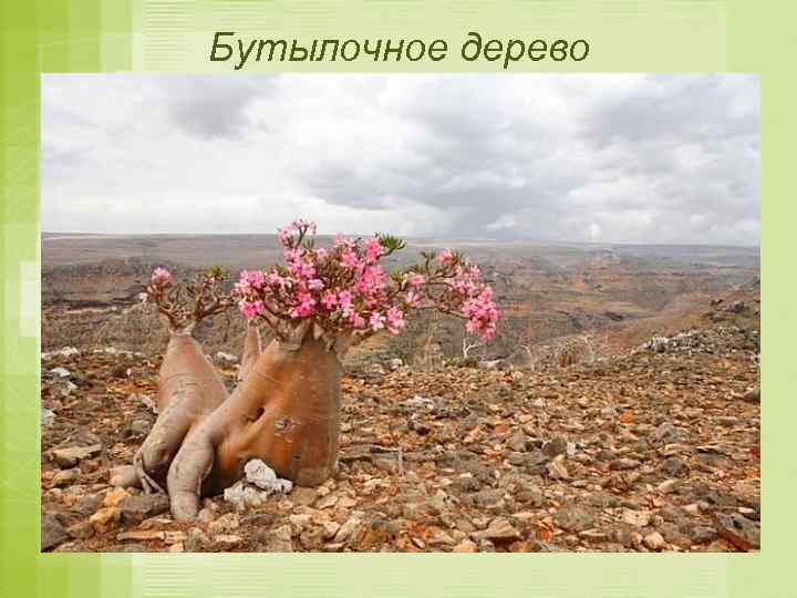 Бутылочное дерево 