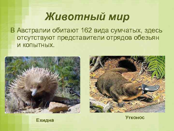 Животный мир В Австралии обитают 162 вида сумчатых, здесь отсутствуют представители отрядов обезьян и