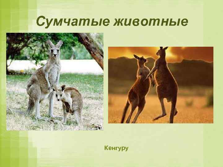 Сумчатые животные Кенгуру 