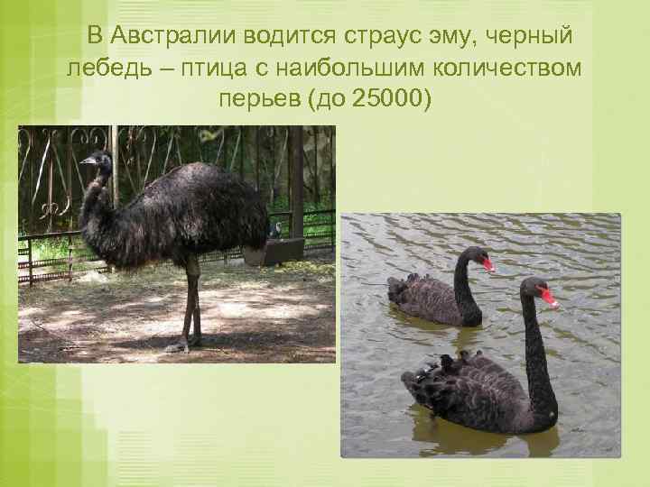 В Австралии водится страус эму, черный лебедь – птица с наибольшим количеством перьев (до
