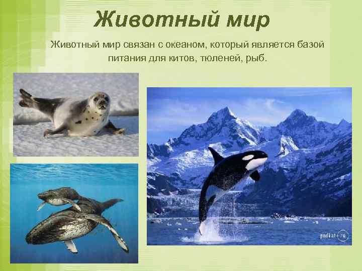 Животный мир связан с океаном, который является базой питания для китов, тюленей, рыб. 