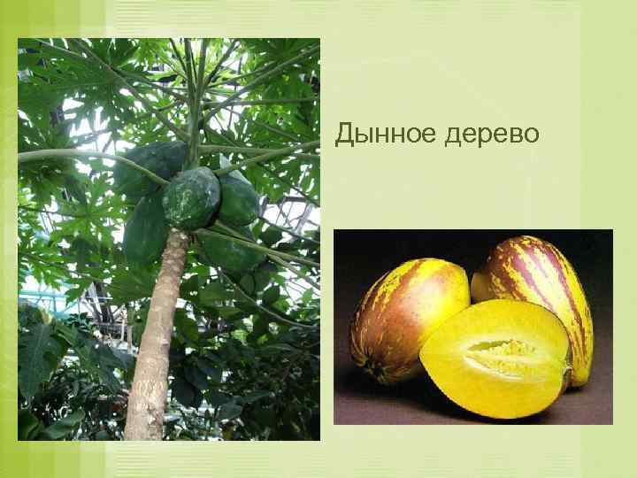 Дынное дерево 