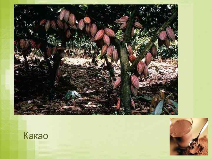 Какао 